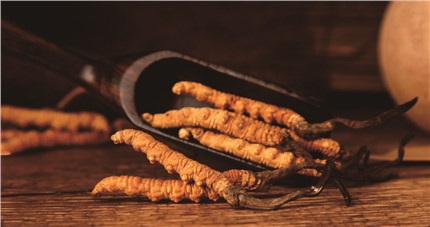 什么是斷草？斷草和冬蟲夏草的區(qū)別和購買常識