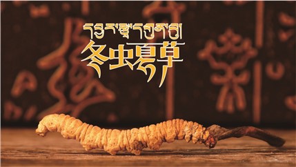 那曲新鮮冬蟲夏草什么時候采挖？